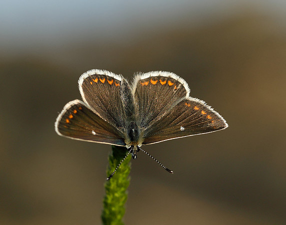 Northern Brown Argus Aricia artaxerxes artaxerxes