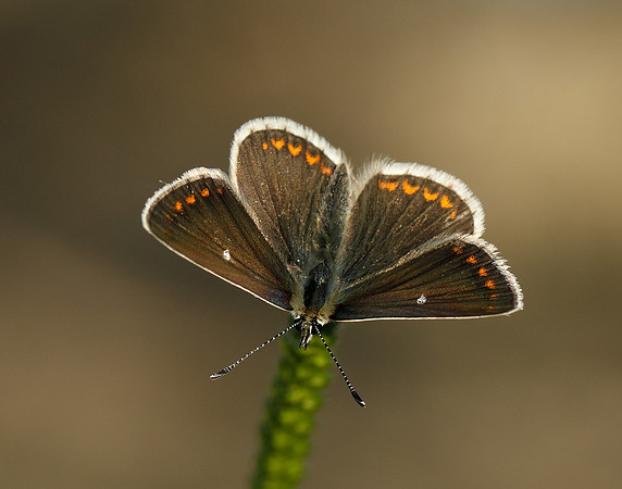 Northern Brown Argus Aricia artaxerxes artaxerxes