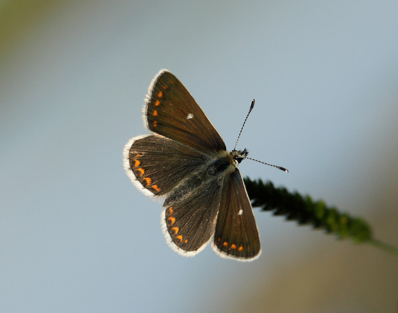 Northern Brown Argus Aricia artaxerxes artaxerxes