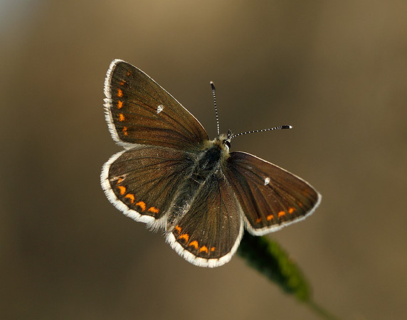Northern Brown Argus Aricia artaxerxes artaxerxes