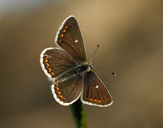 Northern Brown Argus Aricia artaxerxes artaxerxes