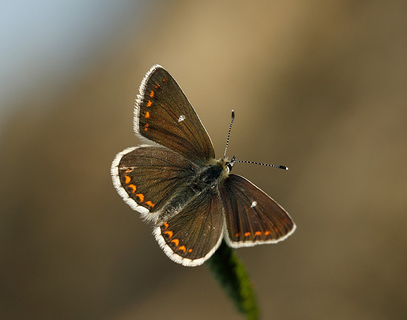 Northern Brown Argus Aricia artaxerxes artaxerxes