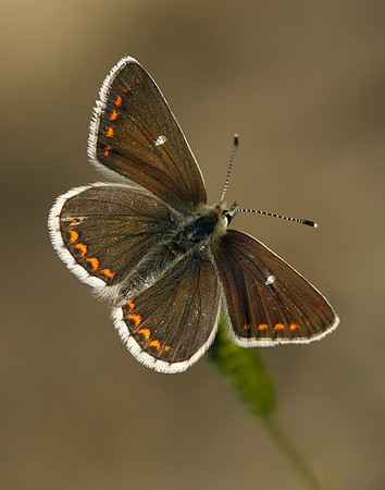 Northern Brown Argus Aricia artaxerxes artaxerxes