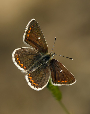 Northern Brown Argus Aricia artaxerxes artaxerxes