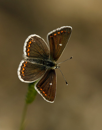 Northern Brown Argus Aricia artaxerxes artaxerxes
