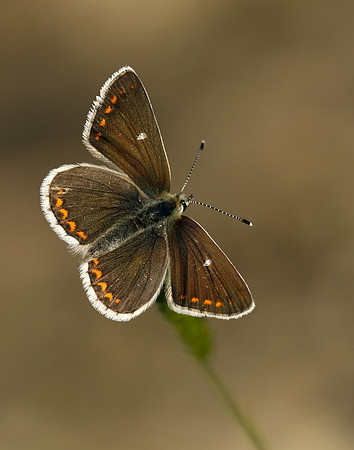 Northern Brown Argus Aricia artaxerxes artaxerxes
