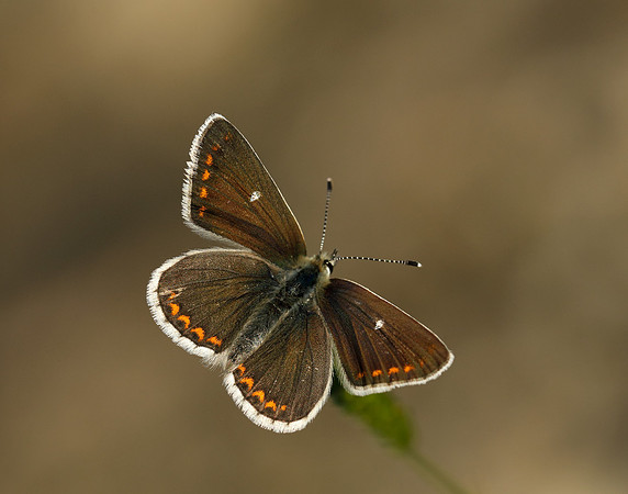Northern Brown Argus Aricia artaxerxes artaxerxes