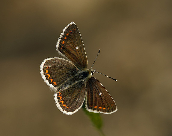 Northern Brown Argus Aricia artaxerxes artaxerxes