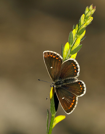 Northern Brown Argus Aricia artaxerxes artaxerxes