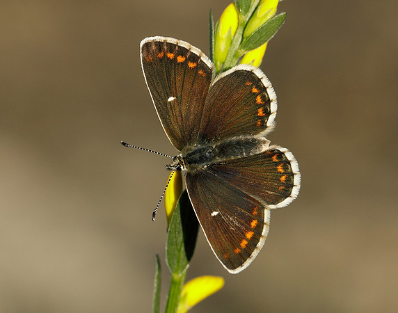 Northern Brown Argus Aricia artaxerxes artaxerxes
