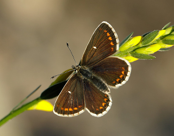 Northern Brown Argus Aricia artaxerxes artaxerxes