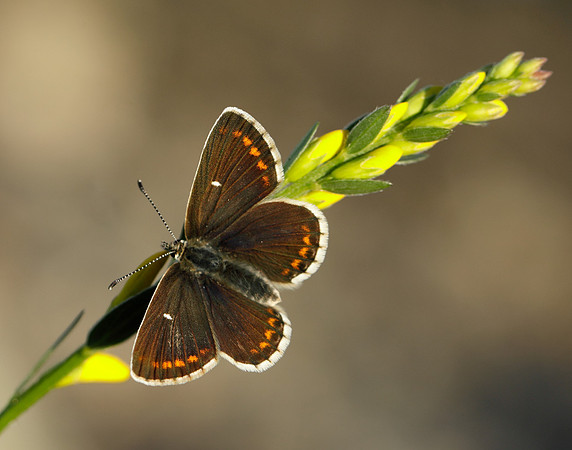 Northern Brown Argus Aricia artaxerxes artaxerxes