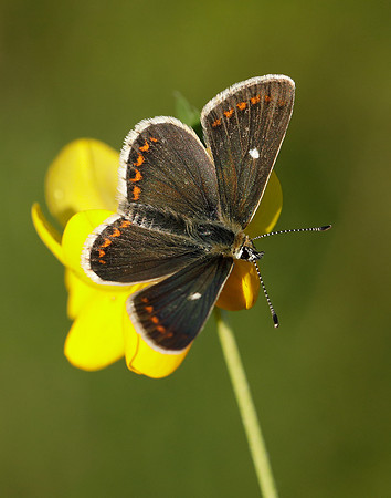 Northern Brown Argus Aricia artaxerxes artaxerxes