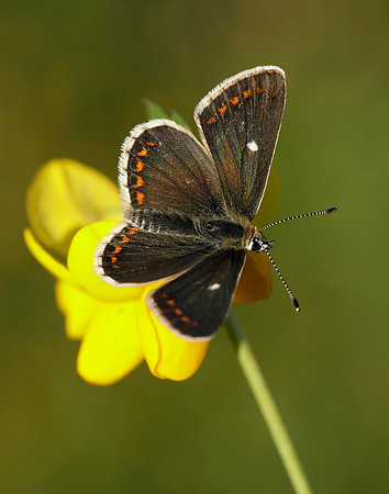 Northern Brown Argus Aricia artaxerxes artaxerxes
