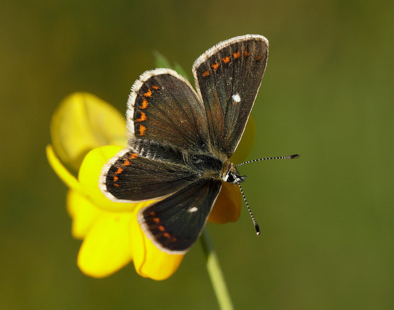 Northern Brown Argus Aricia artaxerxes artaxerxes