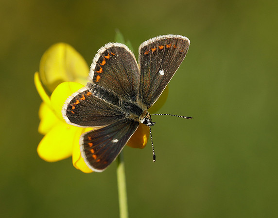 Northern Brown Argus Aricia artaxerxes artaxerxes