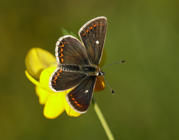 Northern Brown Argus Aricia artaxerxes artaxerxes