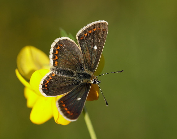 Northern Brown Argus Aricia artaxerxes artaxerxes