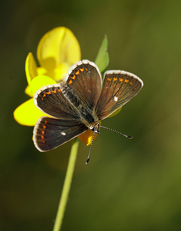 Northern Brown Argus Aricia artaxerxes artaxerxes