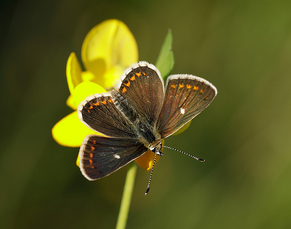 Northern Brown Argus Aricia artaxerxes artaxerxes
