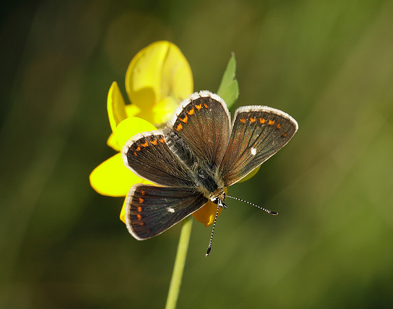 Northern Brown Argus Aricia artaxerxes artaxerxes