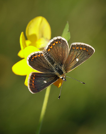 Northern Brown Argus Aricia artaxerxes artaxerxes
