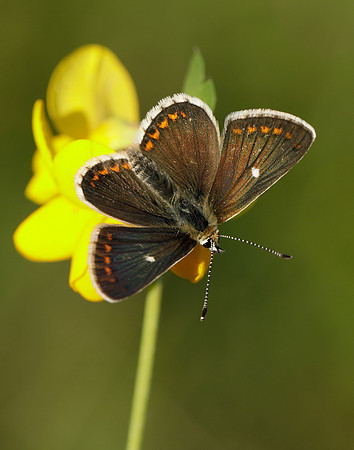 Northern Brown Argus Aricia artaxerxes artaxerxes