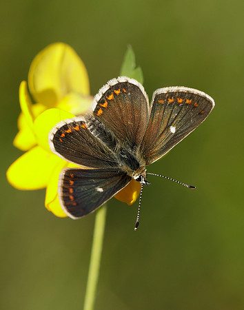 Northern Brown Argus Aricia artaxerxes artaxerxes