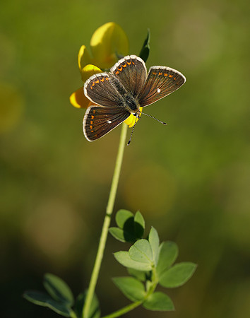 Northern Brown Argus Aricia artaxerxes artaxerxes