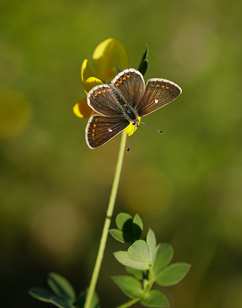 Northern Brown Argus Aricia artaxerxes artaxerxes