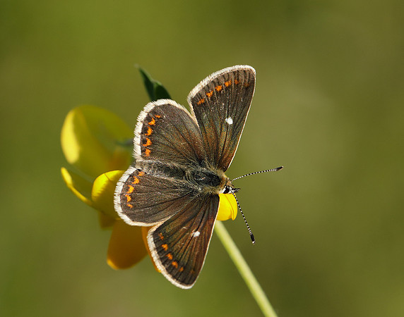Northern Brown Argus Aricia artaxerxes artaxerxes