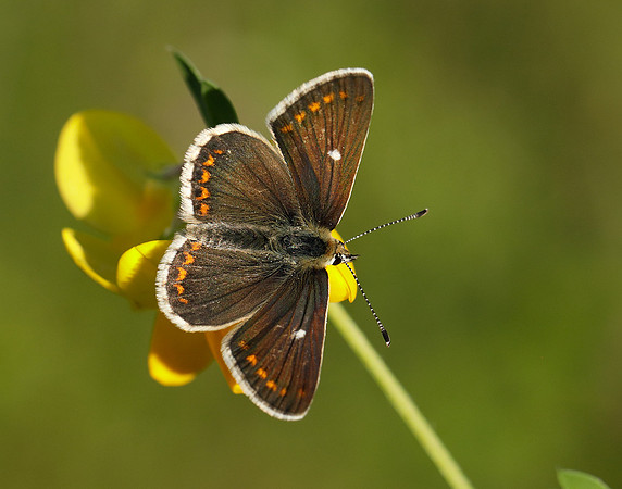 Northern Brown Argus Aricia artaxerxes artaxerxes
