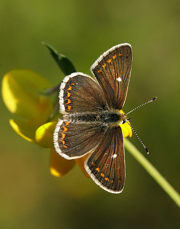 Northern Brown Argus Aricia artaxerxes artaxerxes