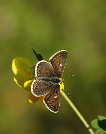 Northern Brown Argus Aricia artaxerxes artaxerxes