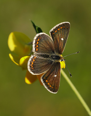 Northern Brown Argus Aricia artaxerxes artaxerxes