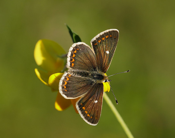 Northern Brown Argus Aricia artaxerxes artaxerxes