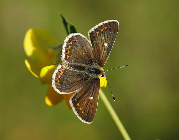 Northern Brown Argus Aricia artaxerxes artaxerxes