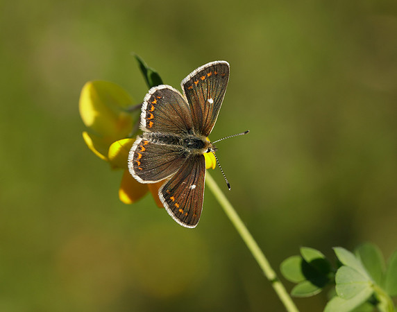 Northern Brown Argus Aricia artaxerxes artaxerxes