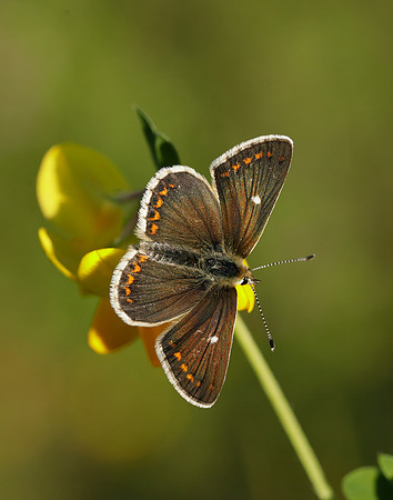 Northern Brown Argus Aricia artaxerxes artaxerxes