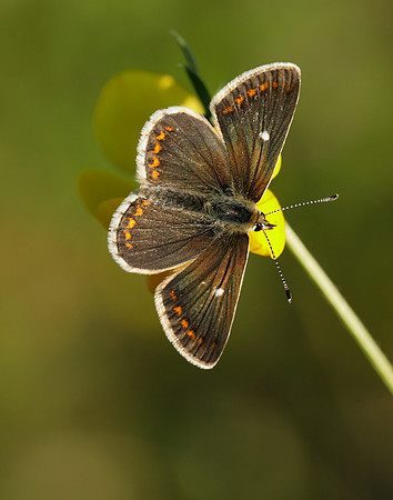 Northern Brown Argus Aricia artaxerxes artaxerxes