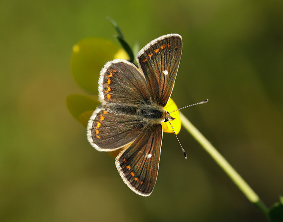 Northern Brown Argus Aricia artaxerxes artaxerxes