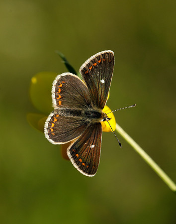 Northern Brown Argus Aricia artaxerxes artaxerxes