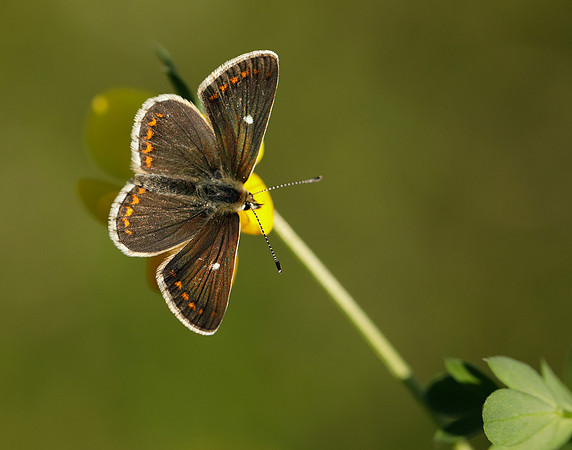 Northern Brown Argus Aricia artaxerxes artaxerxes