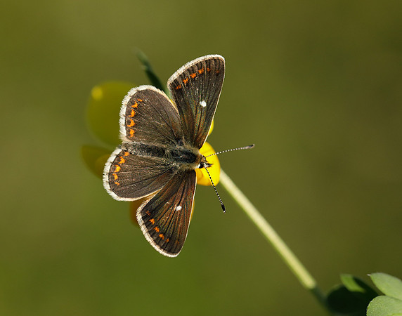 Northern Brown Argus Aricia artaxerxes artaxerxes