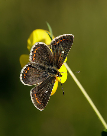 Northern Brown Argus Aricia artaxerxes artaxerxes