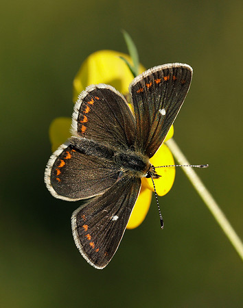 Northern Brown Argus Aricia artaxerxes artaxerxes
