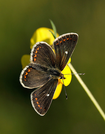 Northern Brown Argus Aricia artaxerxes artaxerxes