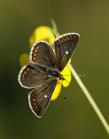 Northern Brown Argus Aricia artaxerxes artaxerxes