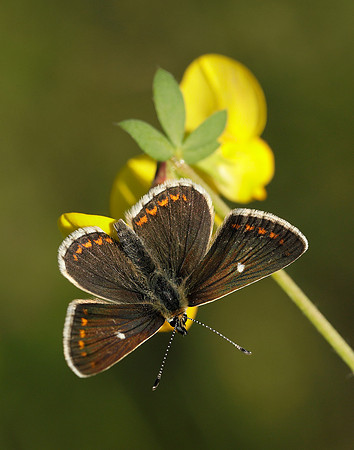 Northern Brown Argus Aricia artaxerxes artaxerxes