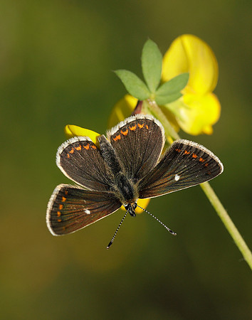 Northern Brown Argus Aricia artaxerxes artaxerxes